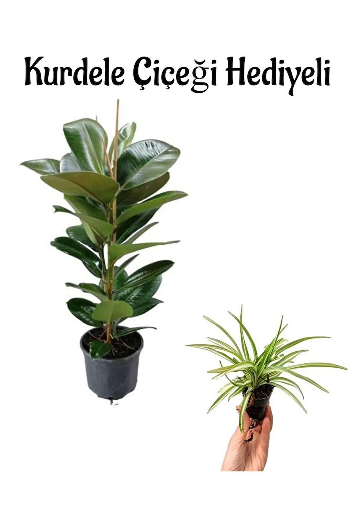 Kadınlar Gününe Özel Yeşil Parlak Yapraklı Kauçuk Bitkisi Kurdele Çiçeği Hediyeli