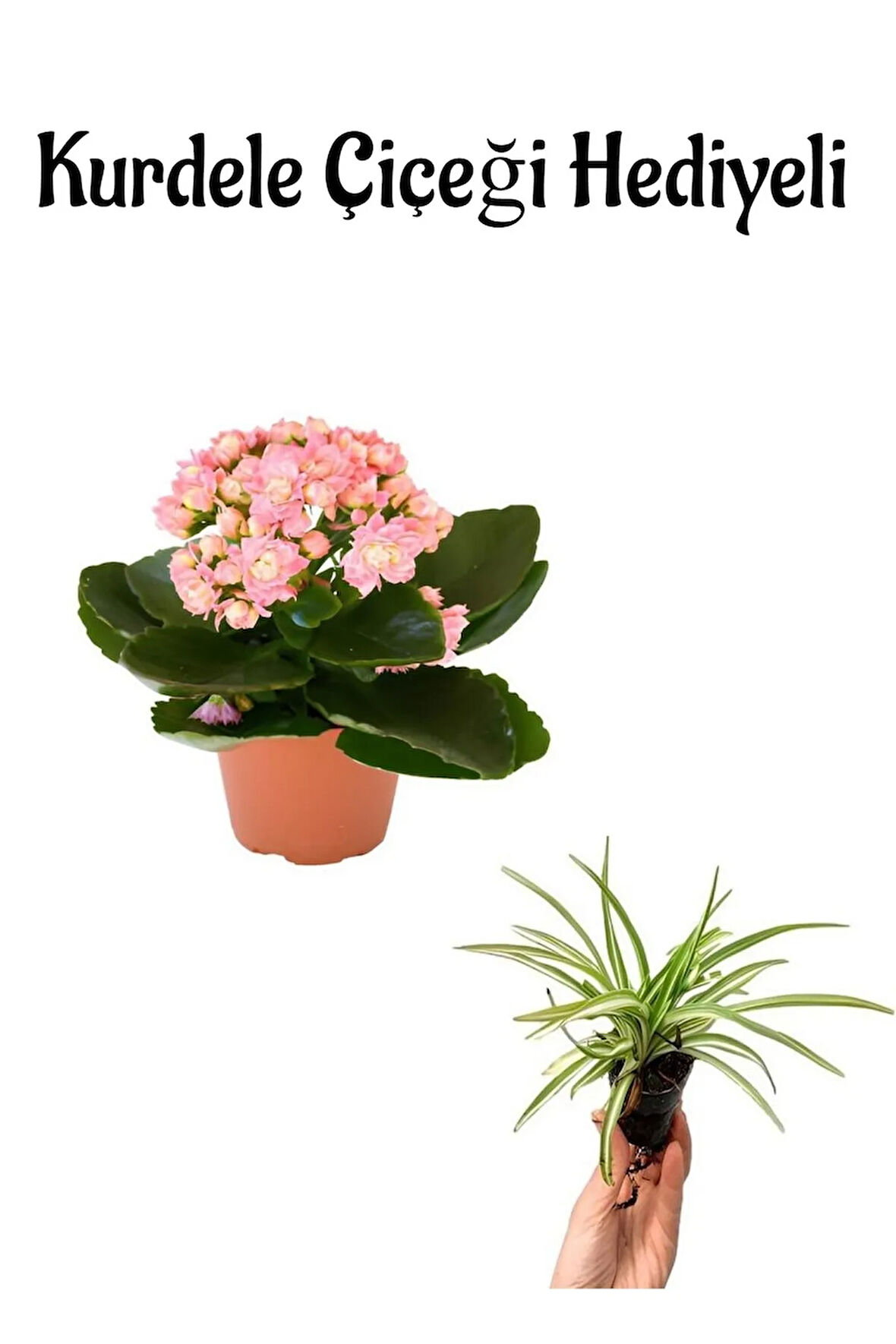 Hediyelik Açık Pembe Renk Kalanşo(KALANCHOE) Çiçeği Öğretmenler Gününe Özel Kurdele Çiçeği Hediyeli