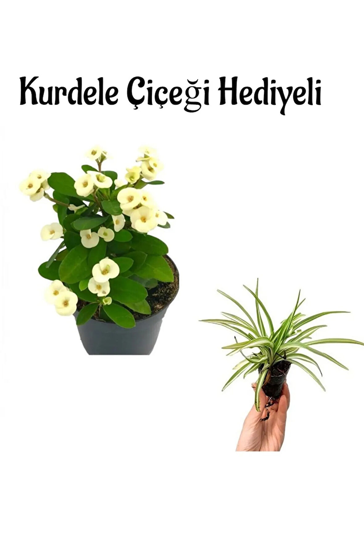 Anneler Gününe Özel Beyaz Renk Milii Dikenler Tacı Çiçeği Kurdele Çiçeği Hediyeli