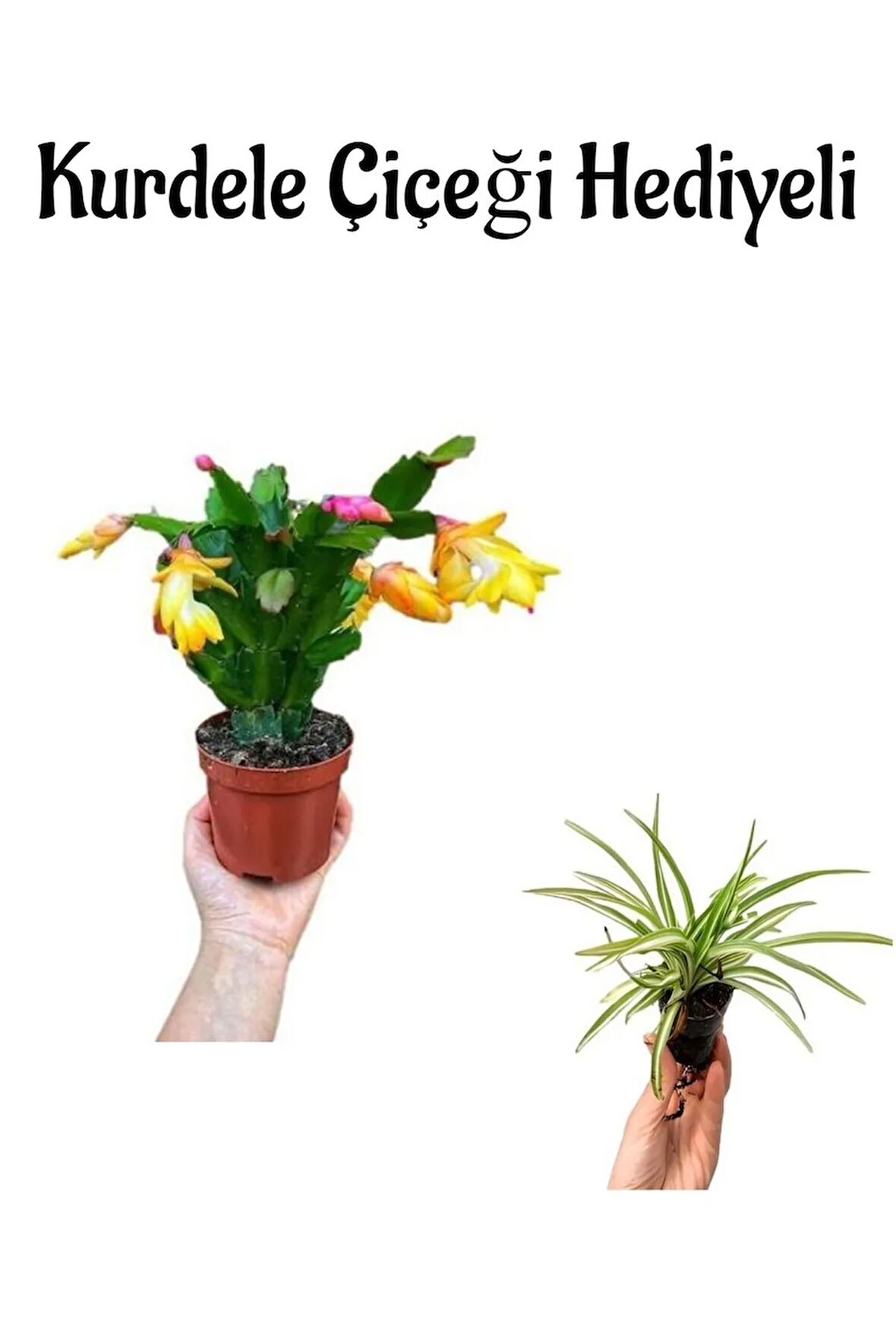 Hediyelik Sarı Renk Yılbaşı Çiçeği Sevgililer Gününe Özel Kurdele Çiçeği HEDİYELİ