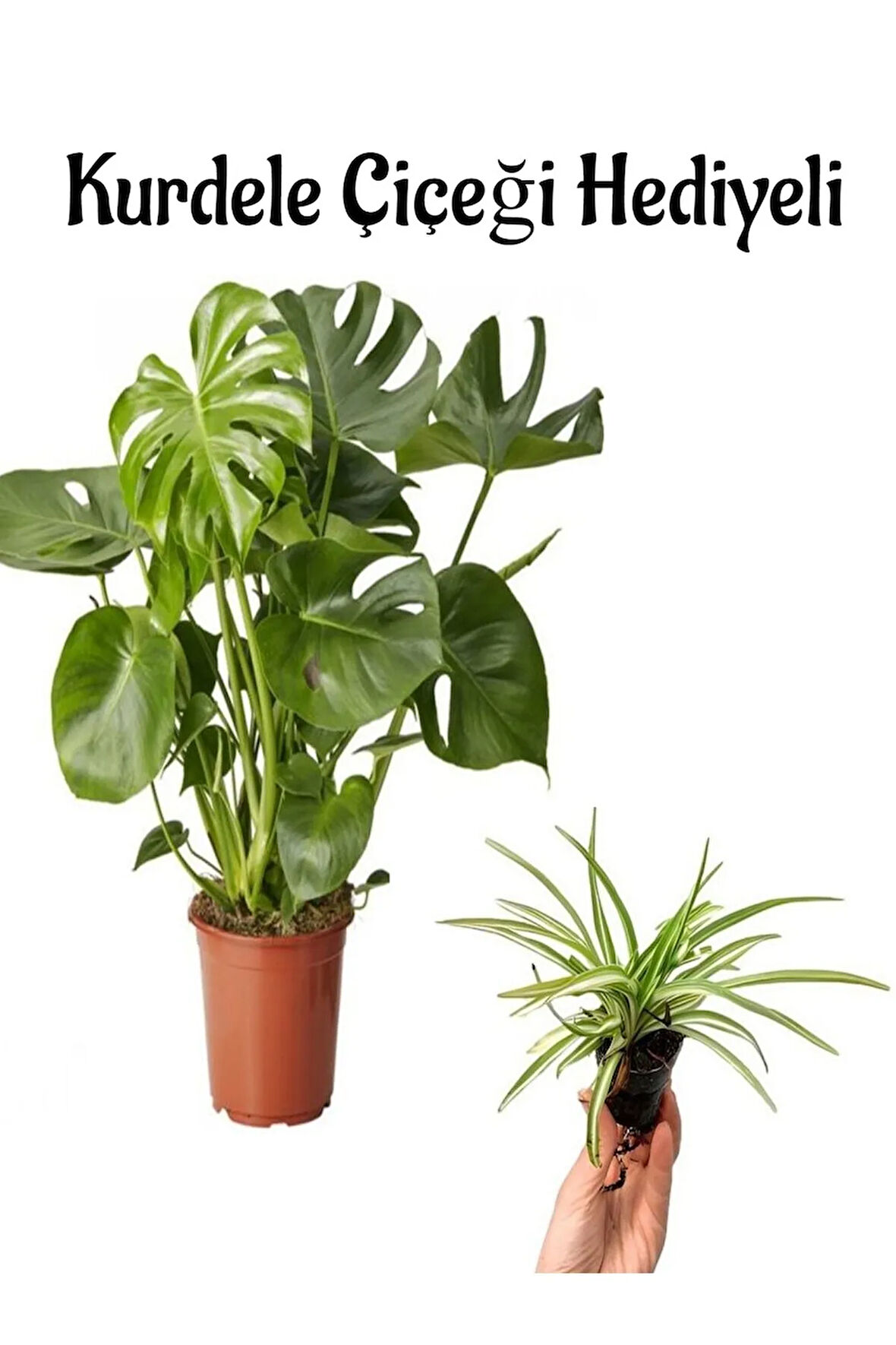 Avantajlı Geniş Yapraklı Deve Tabanı Bitkisi Sevgililer Gününe Özel Kurdele Çiçeği