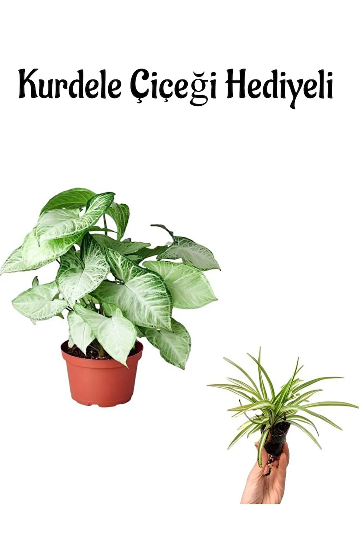 Hediyelik Zarif Yapraklı Melek Kanadı Bitkisi Sevgililer Gününe Özel Kurdele Çiçeği HEDİYELİ