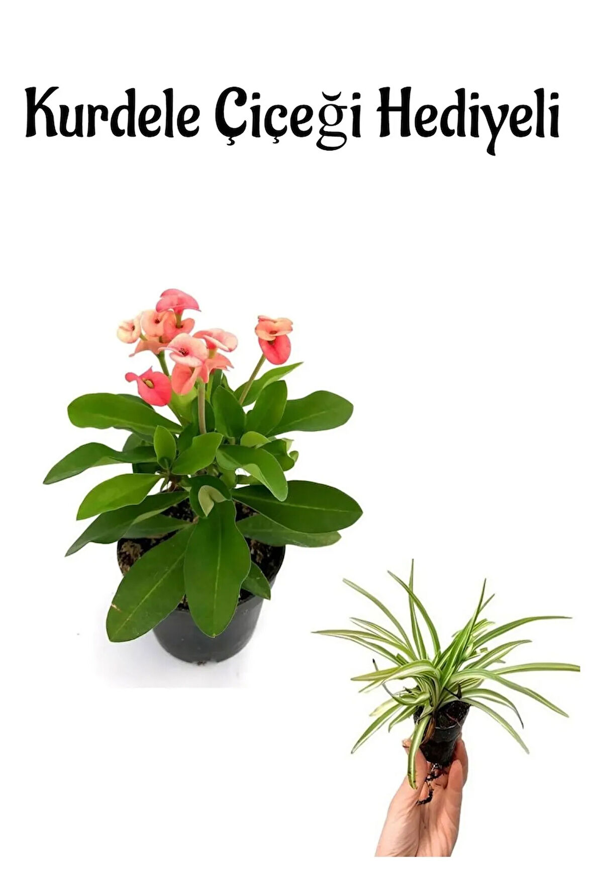 Kadınlar Gününe Özel Pembe Milii Dikenler Tacı Çiçeği Kurdele Çiçeği Hediyeli