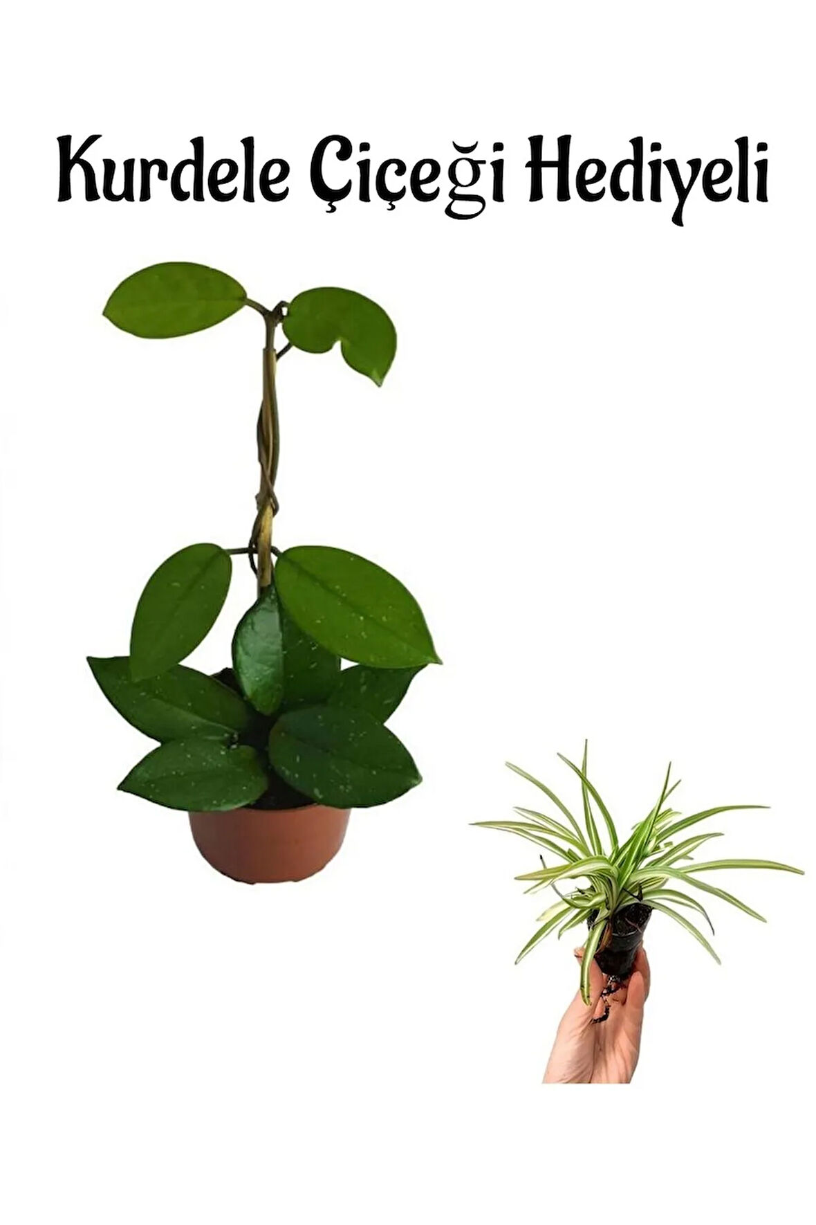 Kadınlar Gününe Özel Pembe Renk Mum-hoya Bitkisi Kurdele Çiçeği