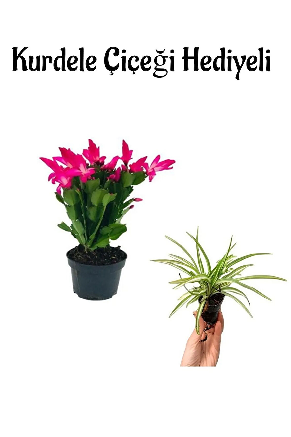 Hediyelik Pembe Yılbaşı Çiçeği Anneler Gününe Özel Kurdele Çiçeği Hediyeli