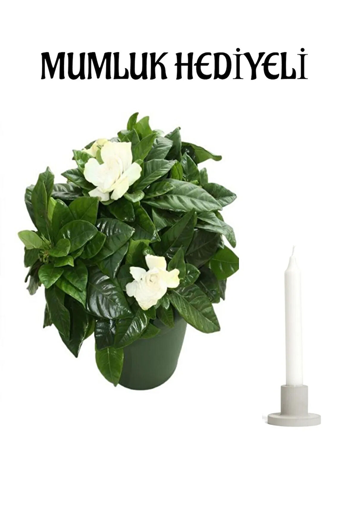 Kokulu Gardenya Çiçeği Sevgililer Gününe Özel Mumluk HEDİYELİ Salon Çiçeği