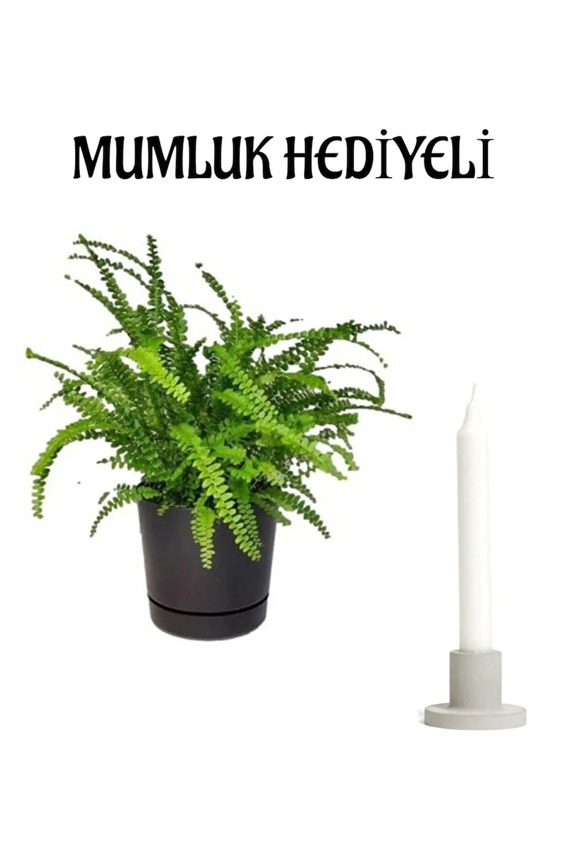 Aşk Merdiveni Bitkisi Sevgililer Gününe Özel Mumluk HEDİYELİ Ofis Çiçeği