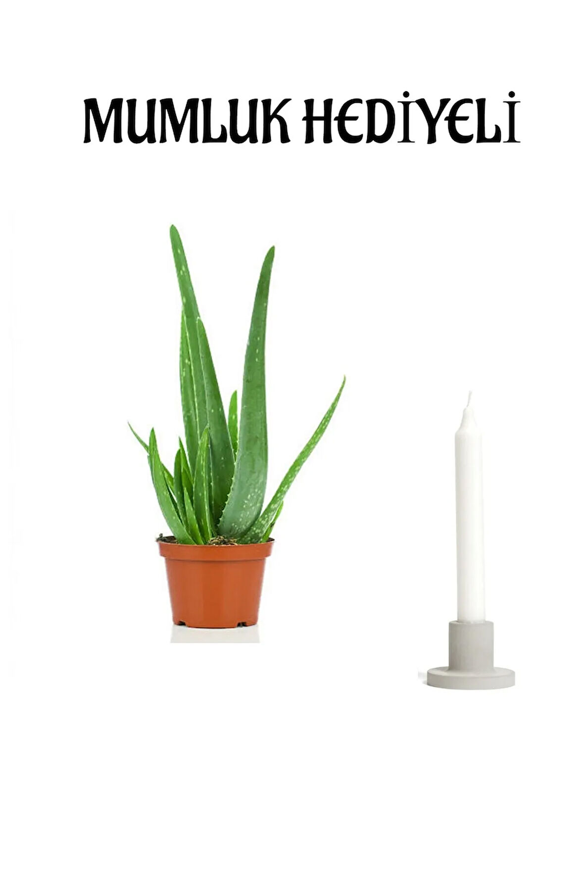 Dolgun Formlu Aleo Vera Bitkisi Mumluk HEDİYELİ Sevgiler Gününe Özel HEDİYELİ Bitki