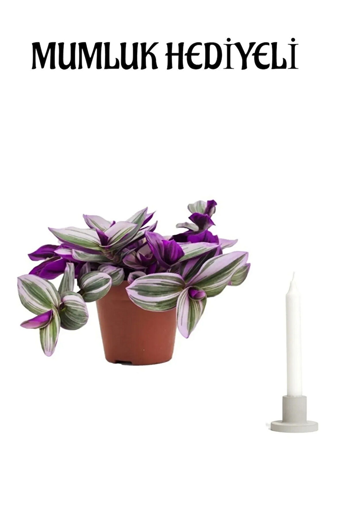 Pembe Telgraf Çiçeği Sevgililer Günü Hediyesi Mumluk HEDİYELİ Ofis Bitkisi