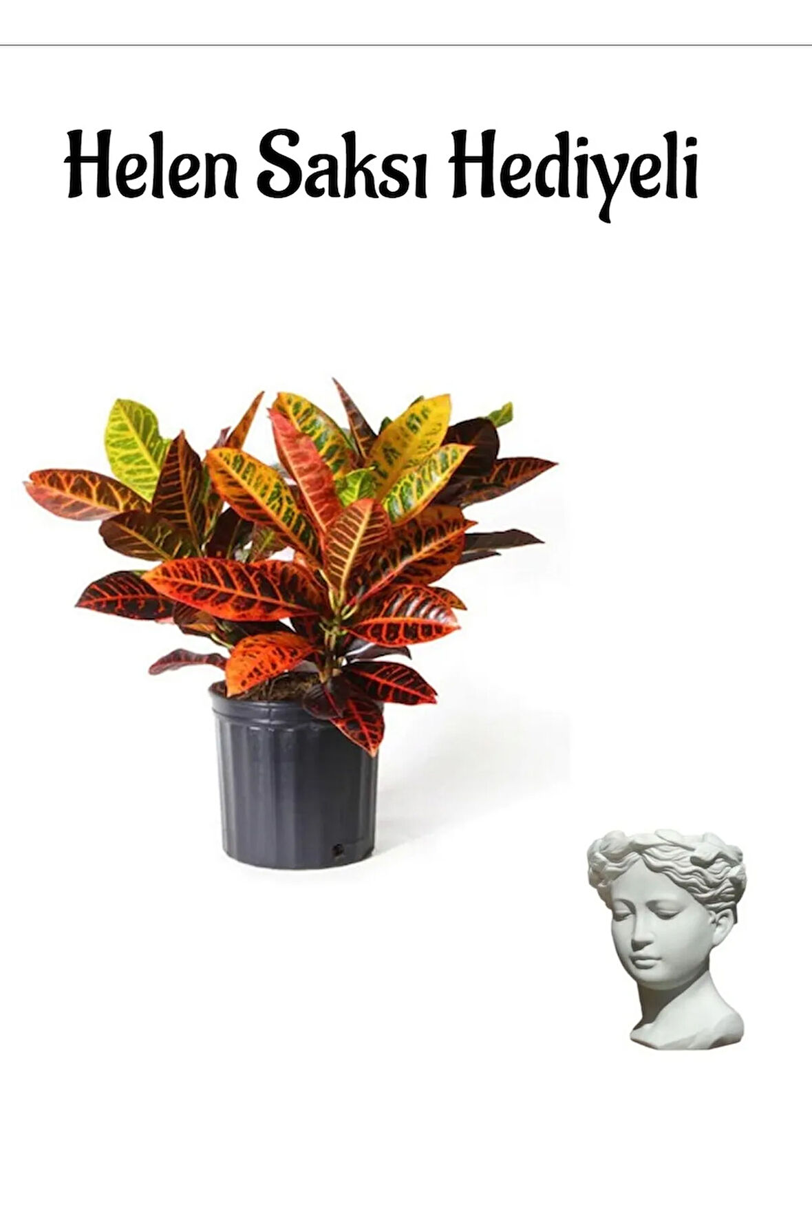 Renkli Yapraklı Kraton Çiçeği Sevgililer Gününe Özel Helen Saksı HEDİYELİ Bitki