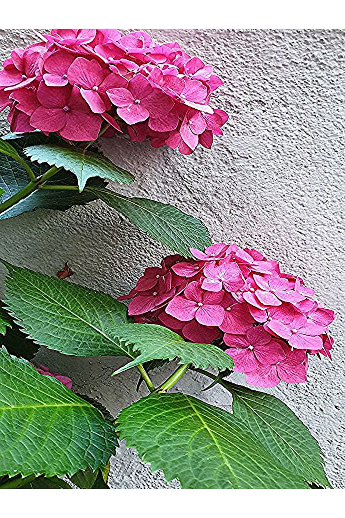 Çok Avantajlı Canlı Pembe Ortanca Çiçeği