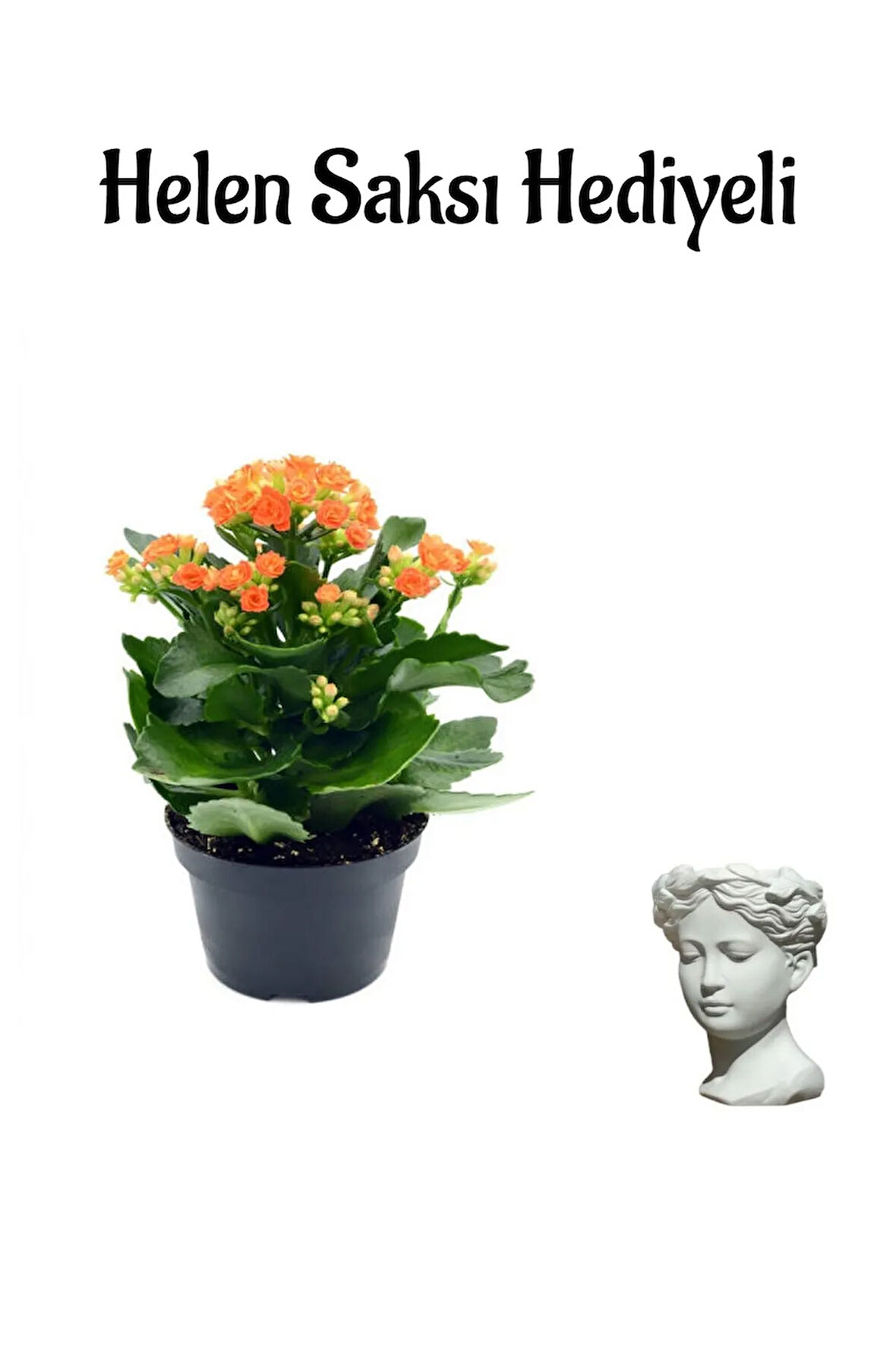 Kadınlar Gününe Özel Hediyelik Turuncu Kalanşo Çiçeği Helen Saksı Hediyeli