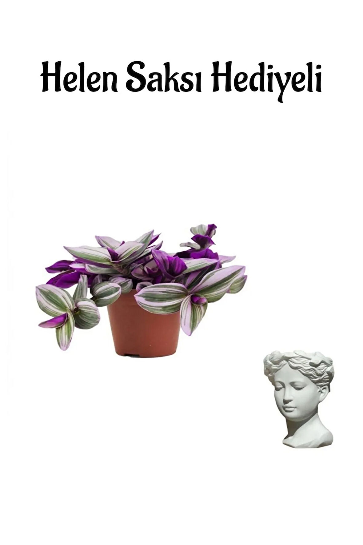 Toz Pembe Telgraf Çiçeği Sevgililer Gününe Özel Helen Saksı HEDİYELİ Bitki