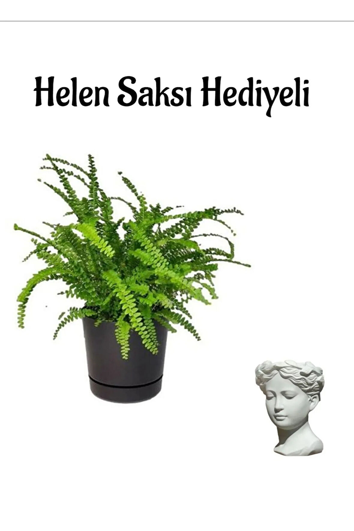 Kadınlar Günü Hediyeli Aşk Merdiveni Bitkisi Helen Saksı Hediyeli Salon Bitkisi