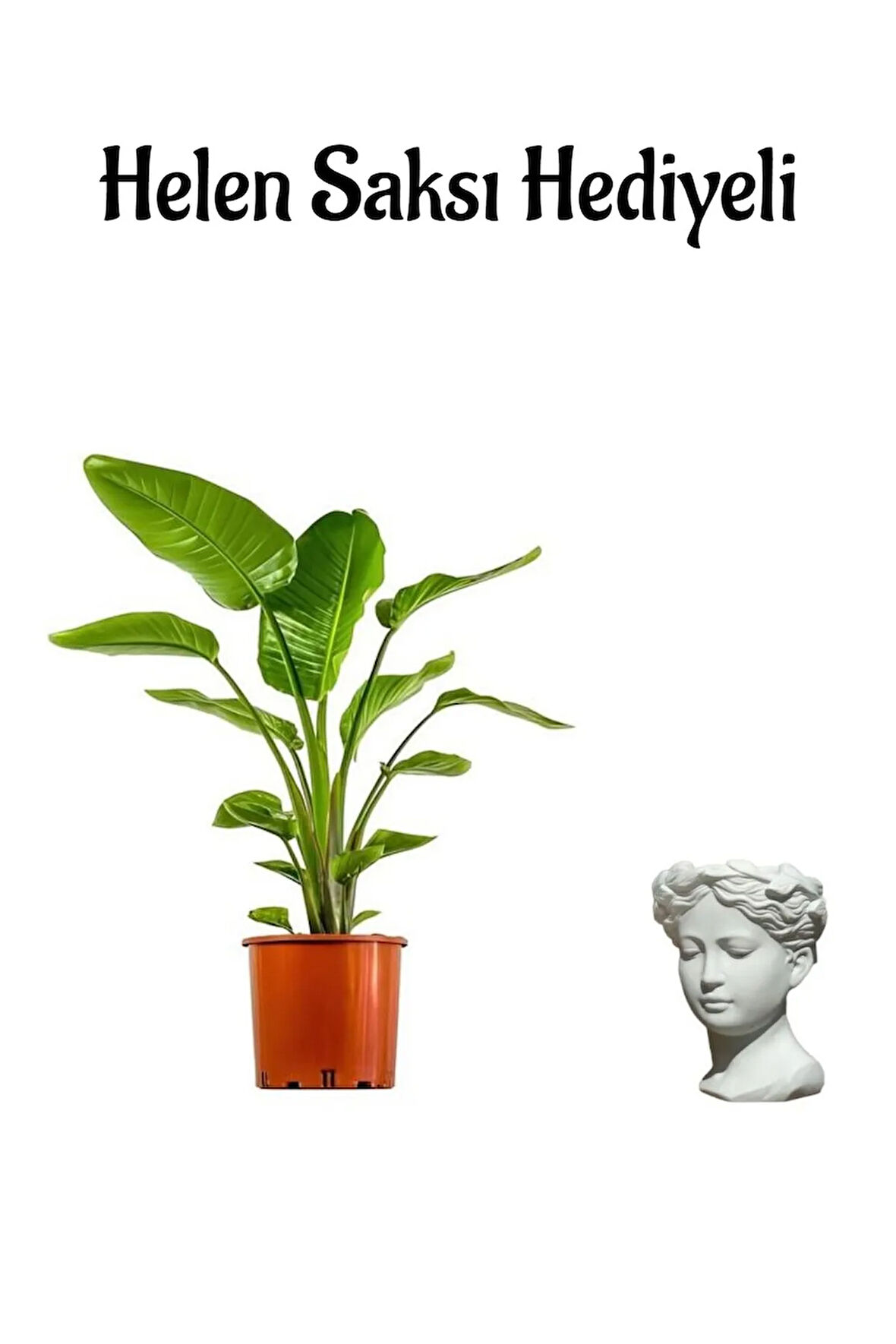 Bakımlı Starliçe Cennet Çiçeği(STRELİTZİA) Bitkisi Kadınlar Gününe Özel Helen Saksı Hediyeli