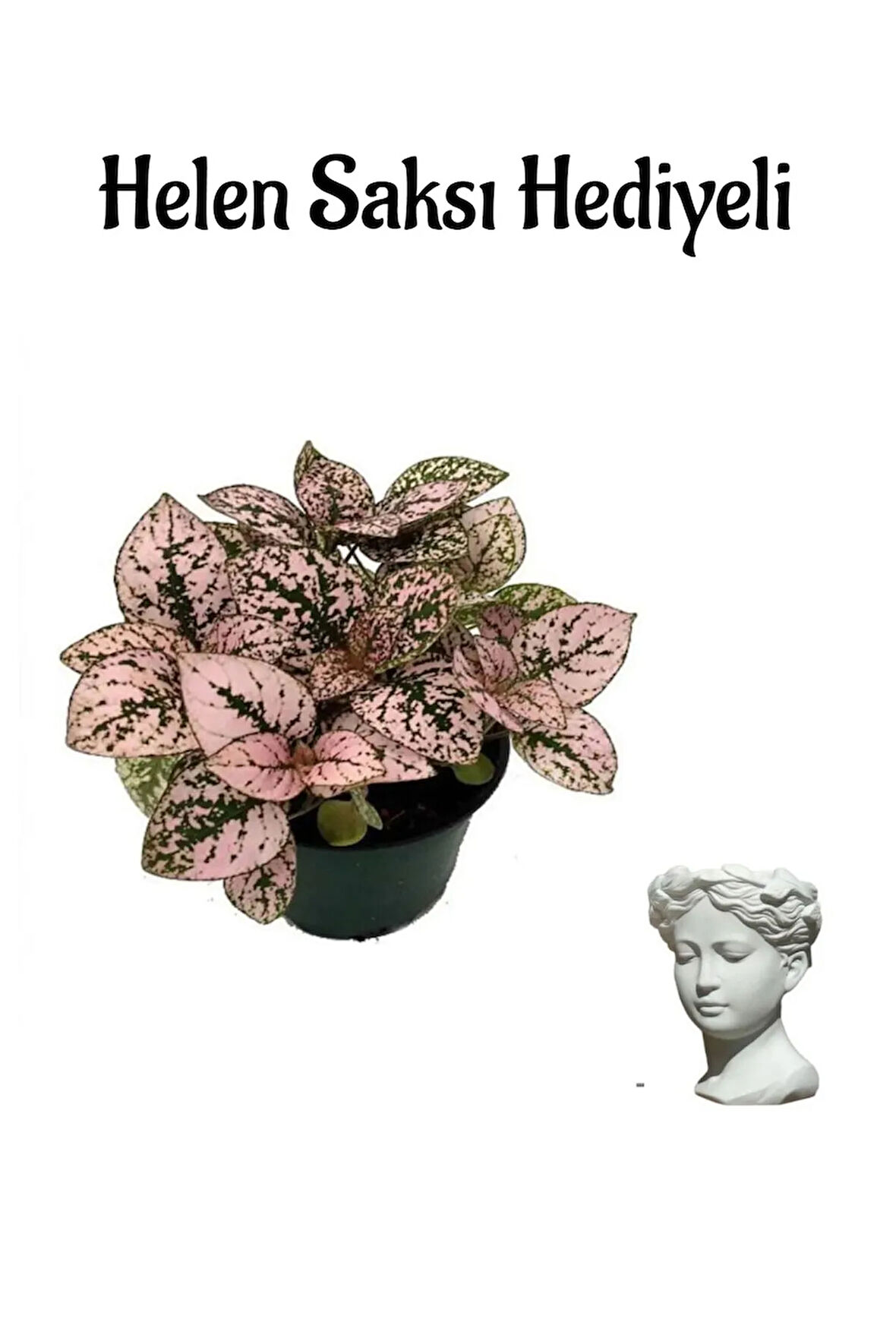 Zarif Yapraklı Pembe Hostes Çiçeği Sevgililer Gününe Özel Helen Saksı HEDİYELİ