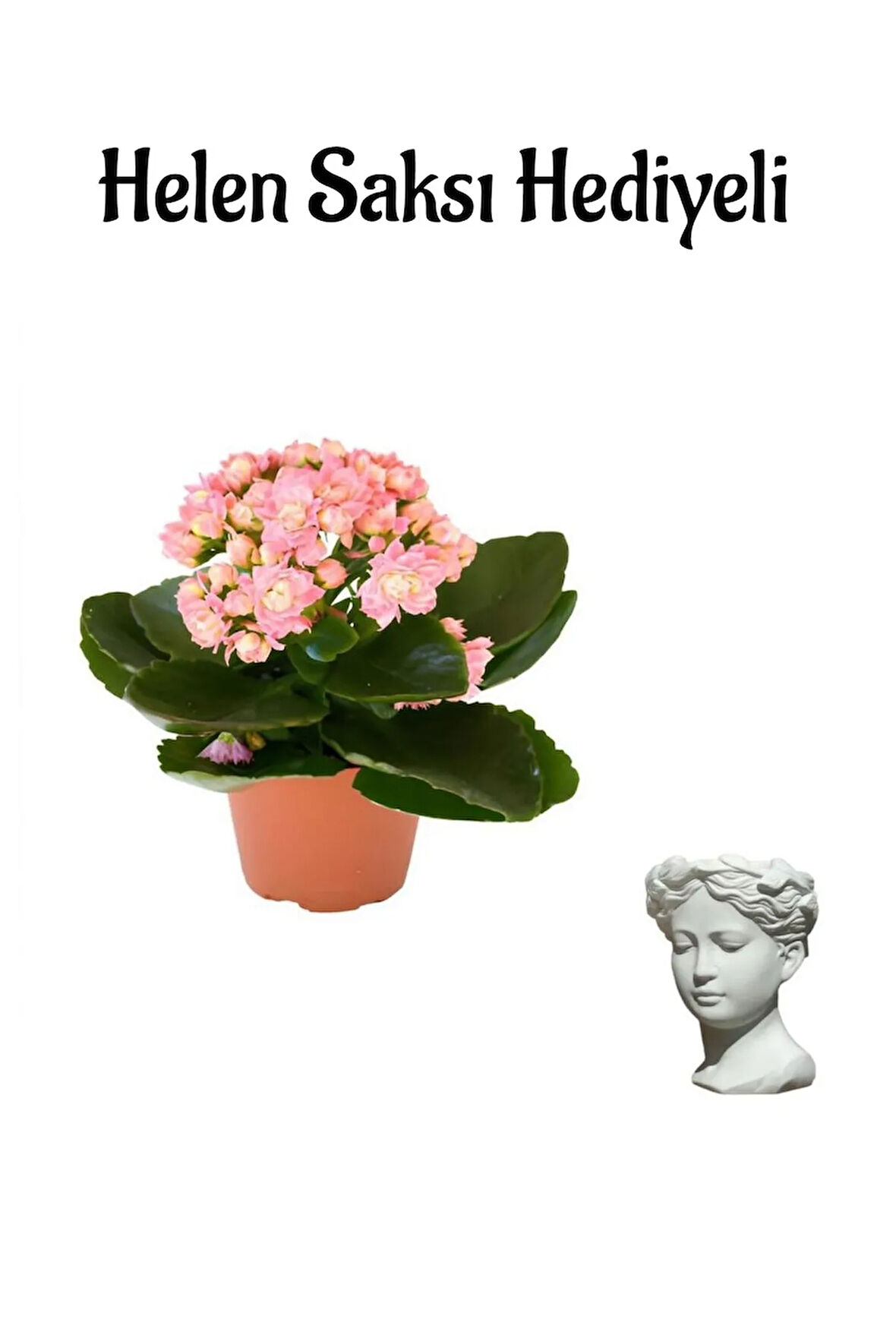 Hediyelik Açık Pembe Kalanşo(KALANCHOE) Çiçeği Öğretmenler Gününe Özel Helen Saksı Hediyeli
