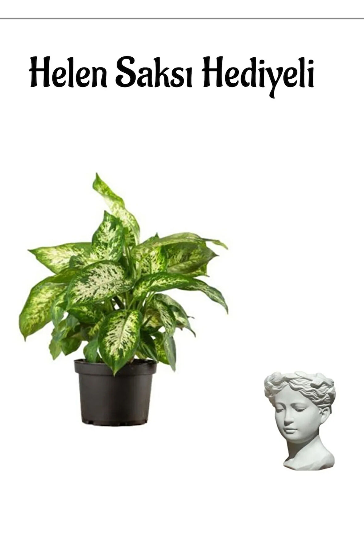 Avantajlı Difenbahya Bitkisi Sevgililer Gününe Özel Helen Saksı