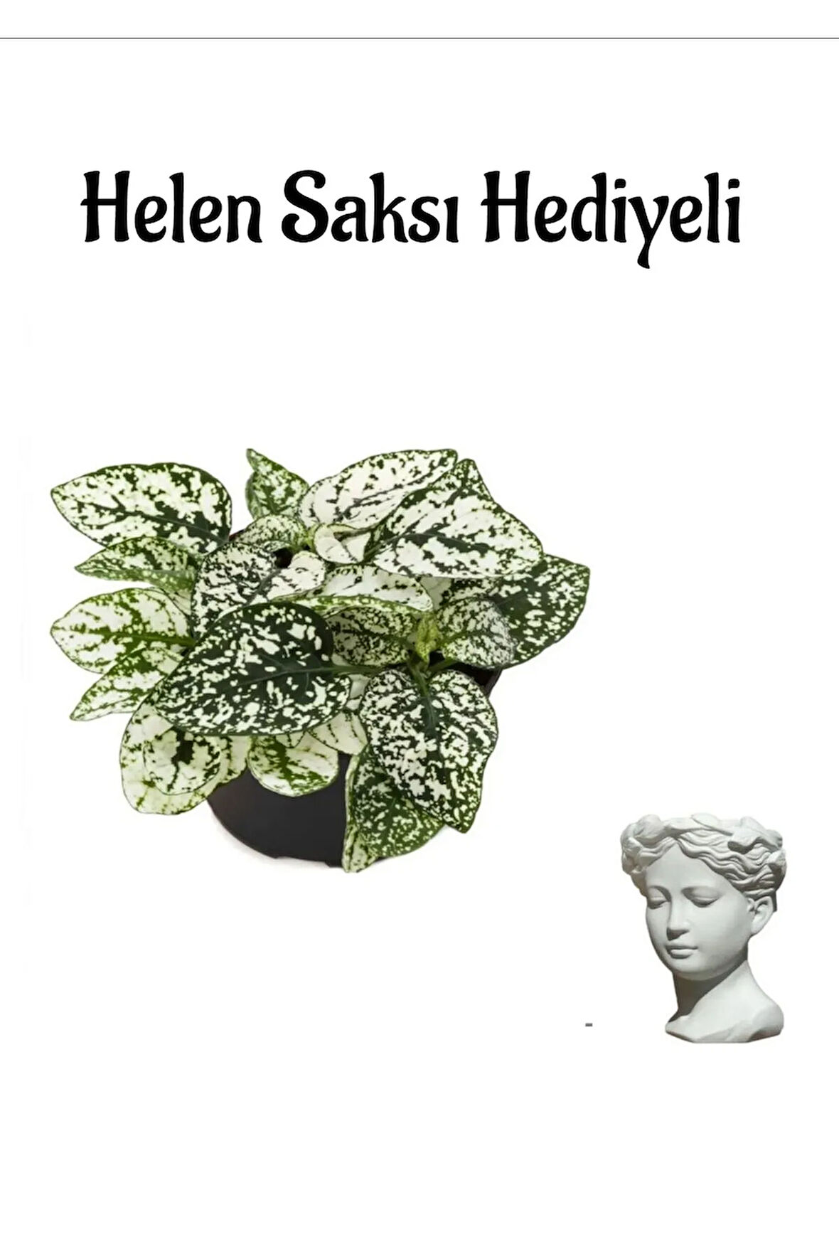 Zarif Yapraklı Beyaz Renk Hostes Çiçeği Sevgililer Gününe Özel Helen Saksı HEDİYELİ