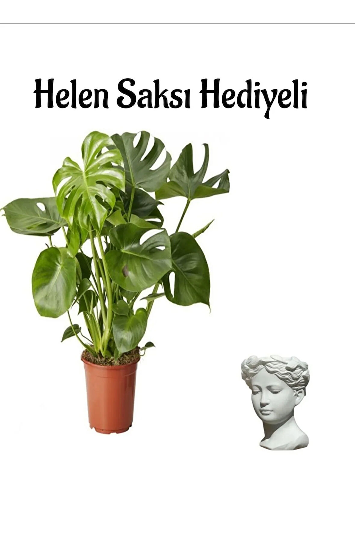 Geniş Yapraklı Deve Tabanı Bitkisi Sevgililer Gününe Özel Helen Saksı HEDİYELİ