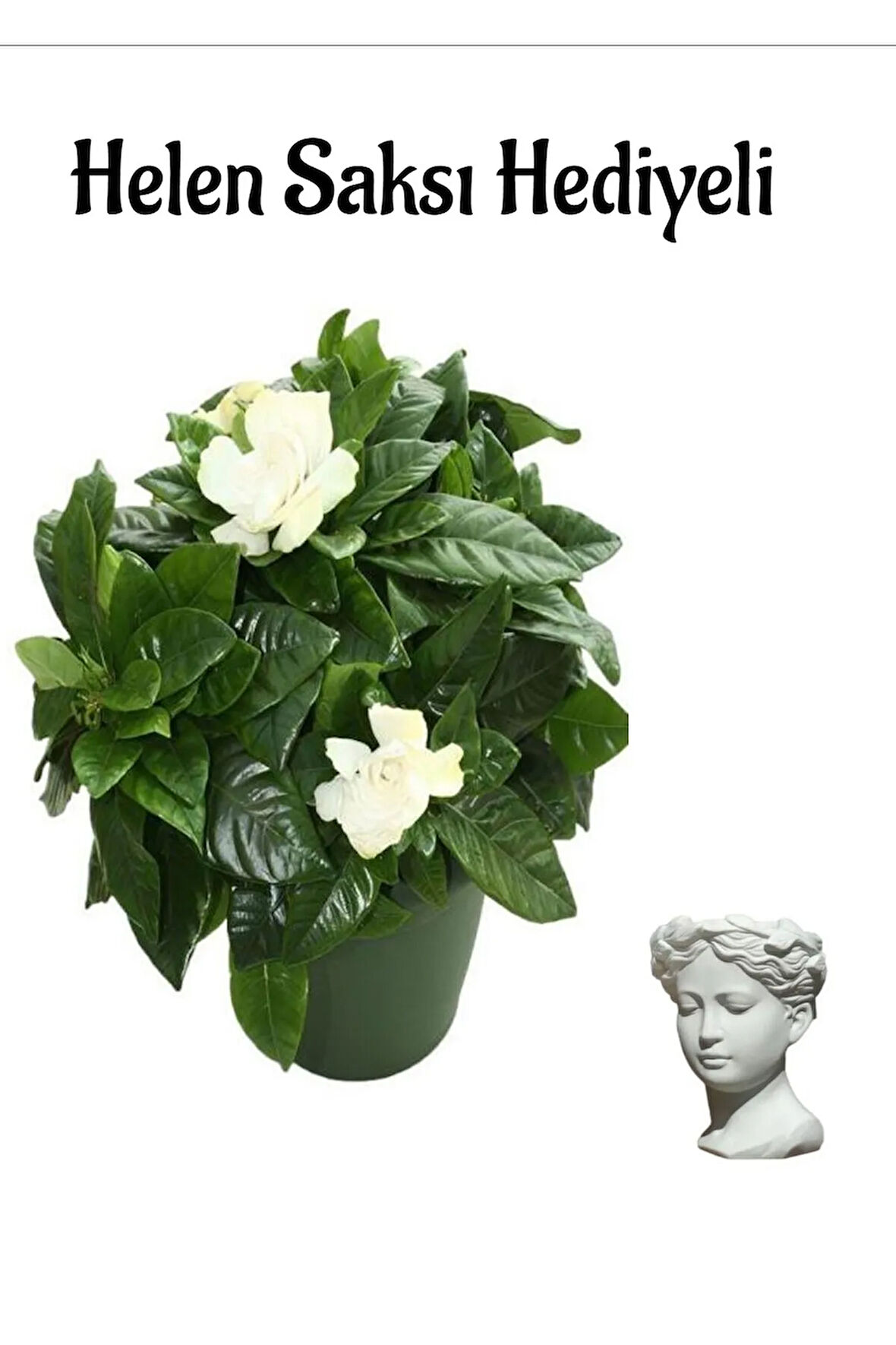 Sevgililer Gününe Özel Yoğun Kokulu Gardenya Çiçeği Sarı Milii Kaktüs HEDİYELİ