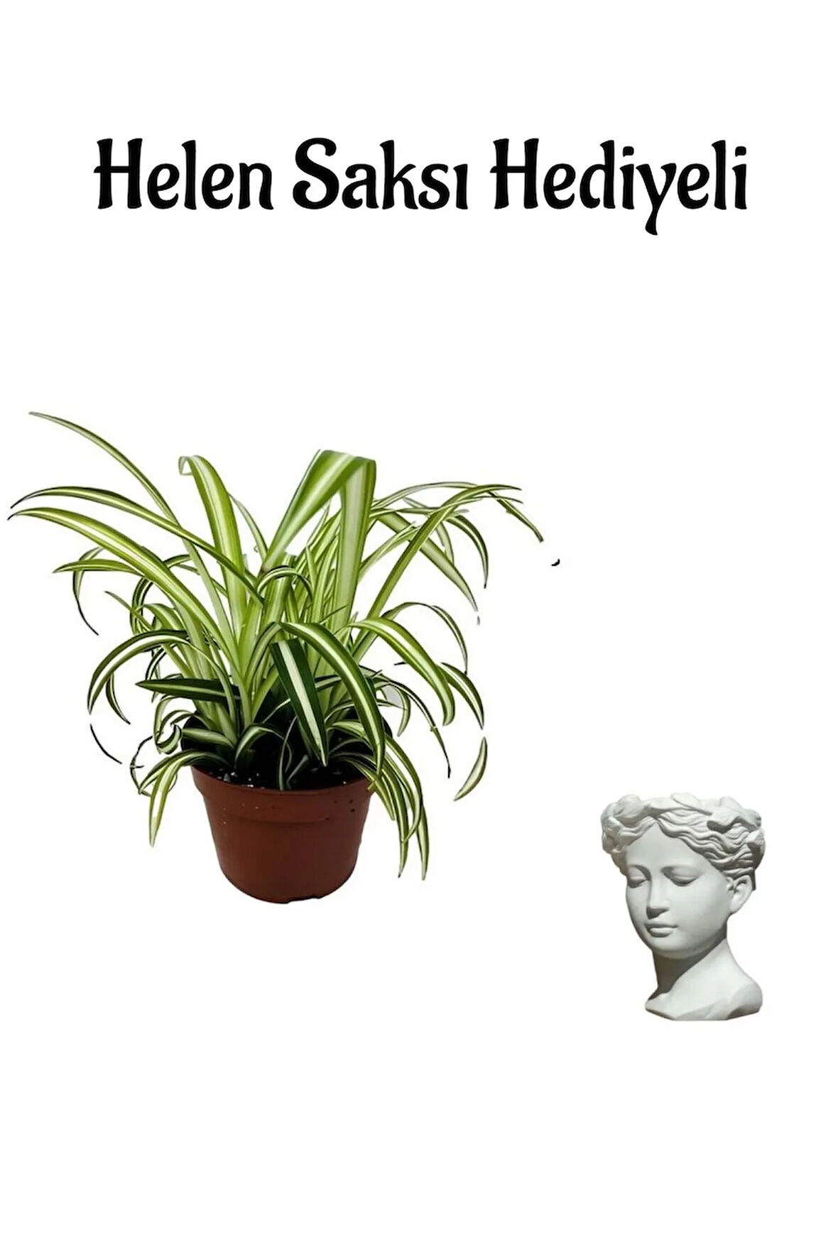 Hediyelik Kurdele Çiçeği Sevgililer Gününe Özel Helen Saksı HEDİYELİ