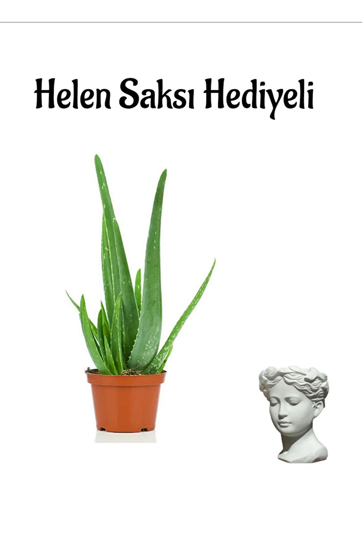 Dolgun Formlu Aleo Vera Bitkisi Sevgililer Gününe Özel Helen Saksı HEDİYELİ