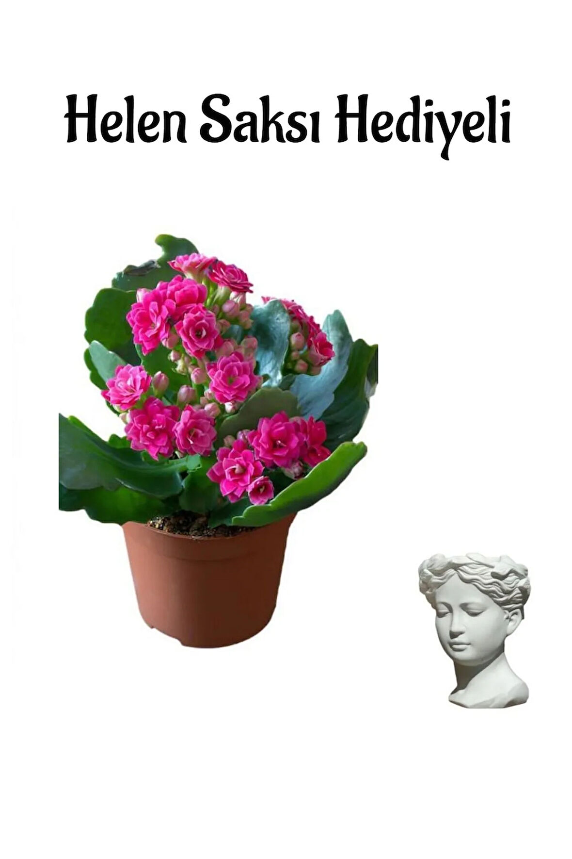 Hediyelik Kırmızı Renk Kalanşo(Kalanchoe) Çiçeği Sevgililer Gününe Özel Helen Saksı HEDİYELİ