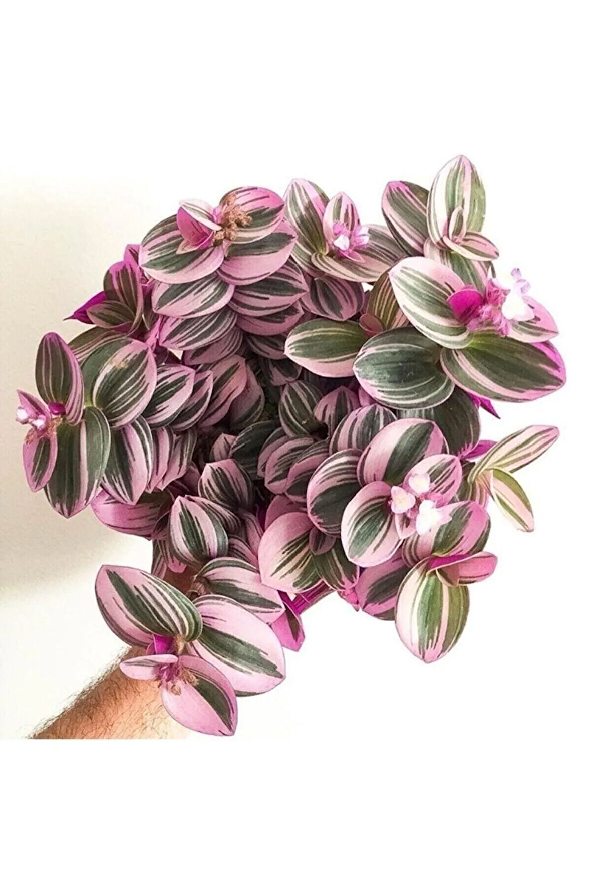 Çok Avantajlı Serada Decor&plant Mor Telgraf Çiçeği Nanouk Zebrina Sukulent 5,5 Cm 1.kalite