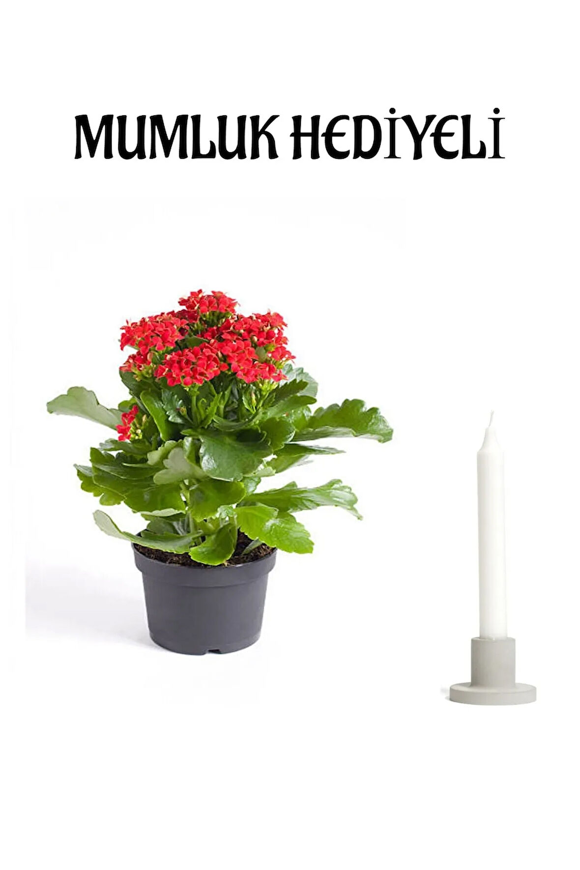 Kırmızı Renk Kalanşo(Kalanchoe) Çiçeği Mumluk HEDİYELİ Sevgililer Gününe Özel