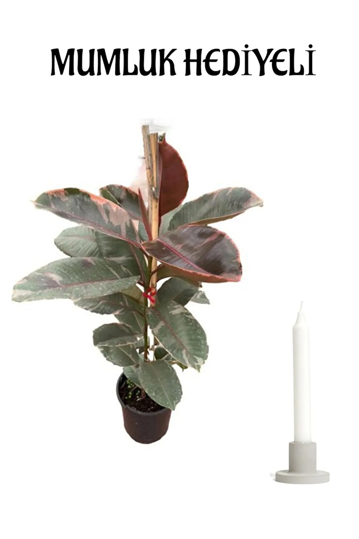 Pembe Kauçuk Bitkisi Sevgililer Gününe Özel Mumluk HEDİYELİ Salon Ofis Bitkisi
