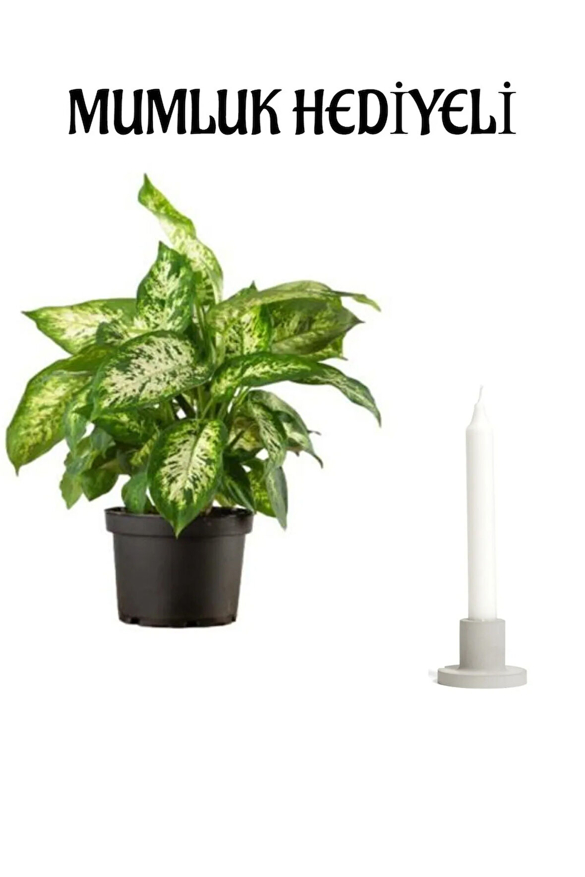 Hediyelik Difenbahya Çiçeği Sevgililer Gününe Özel Mumluk HEDİYELİ Çiçek