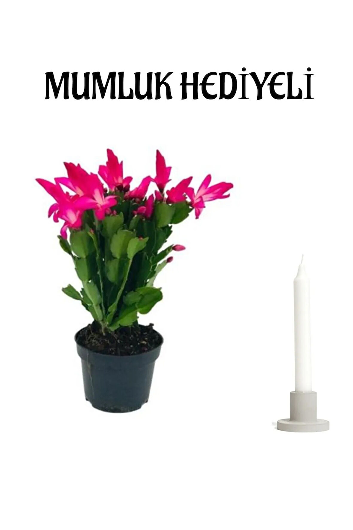 Sevgiler Gününe Özel Pembe Yılbaşı Çiçeği Mumluk HEDİYELİ