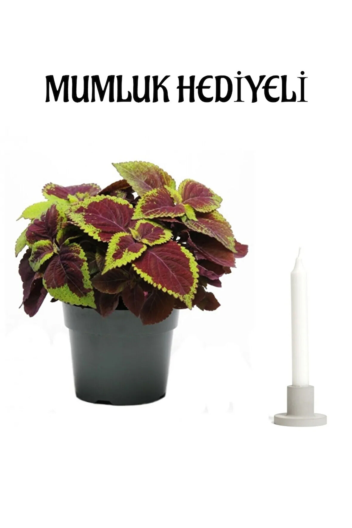 Kadınlar Gününe Özel Rengarenk Renkleri Ile Yaprak Güzeli Çiçeği Mumluk Hediyeli