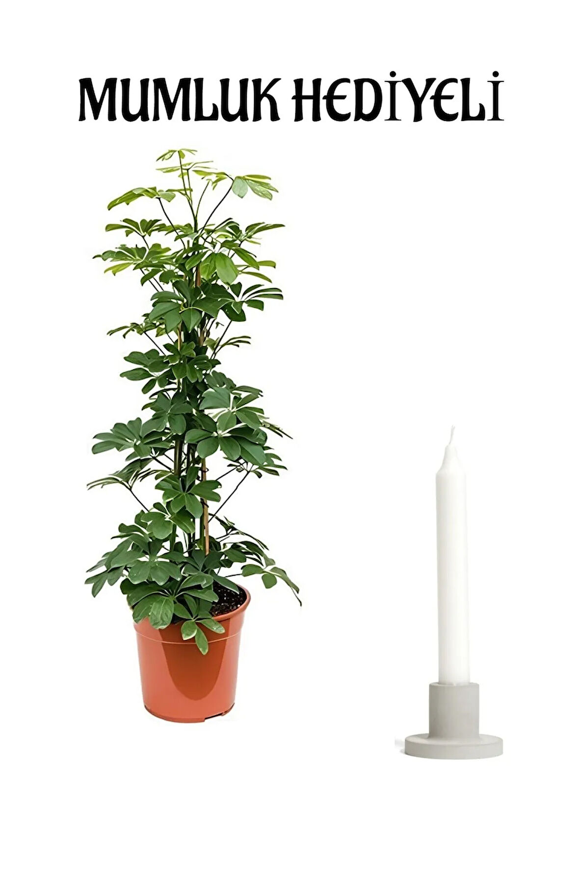 Yeşil Şeflera Bitkisi Sevgililer Gününe Özel Mumluk HEDİYELİ Salon Bitkisi