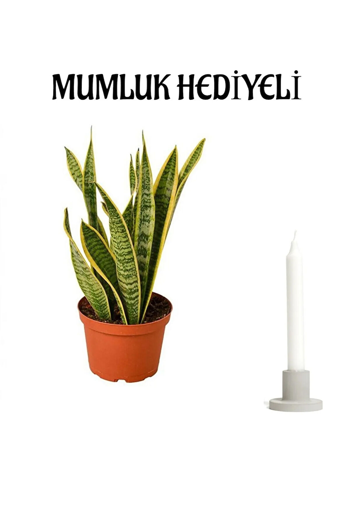 Kadınlar Gününe Özel Hediyelik Sarı Alacalı Kılıç Bitkisi Mumluk Hediyeli Çiçek