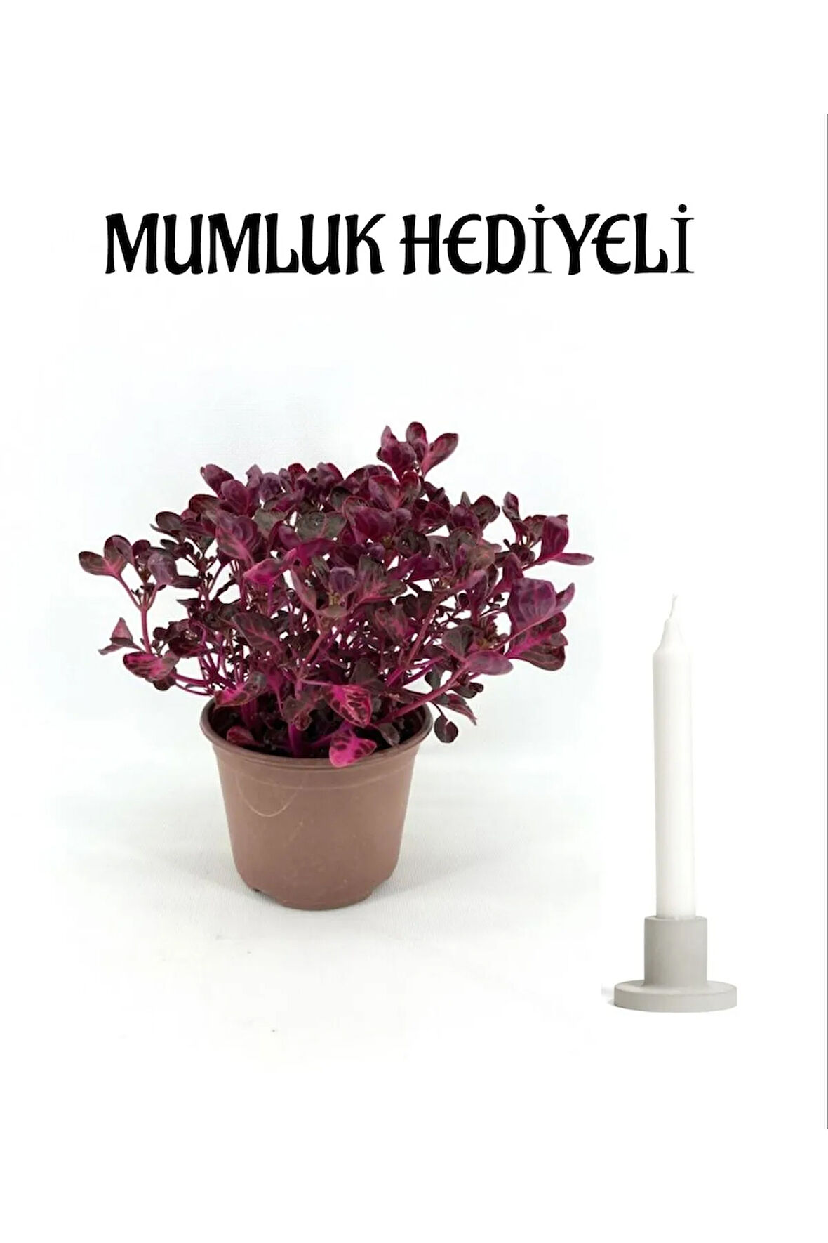 Anneler Gününe Özel Çingene Şalvarı Çiçeği (İRESİNE HERBTİS) Mumluk Hediyeli Çiçek