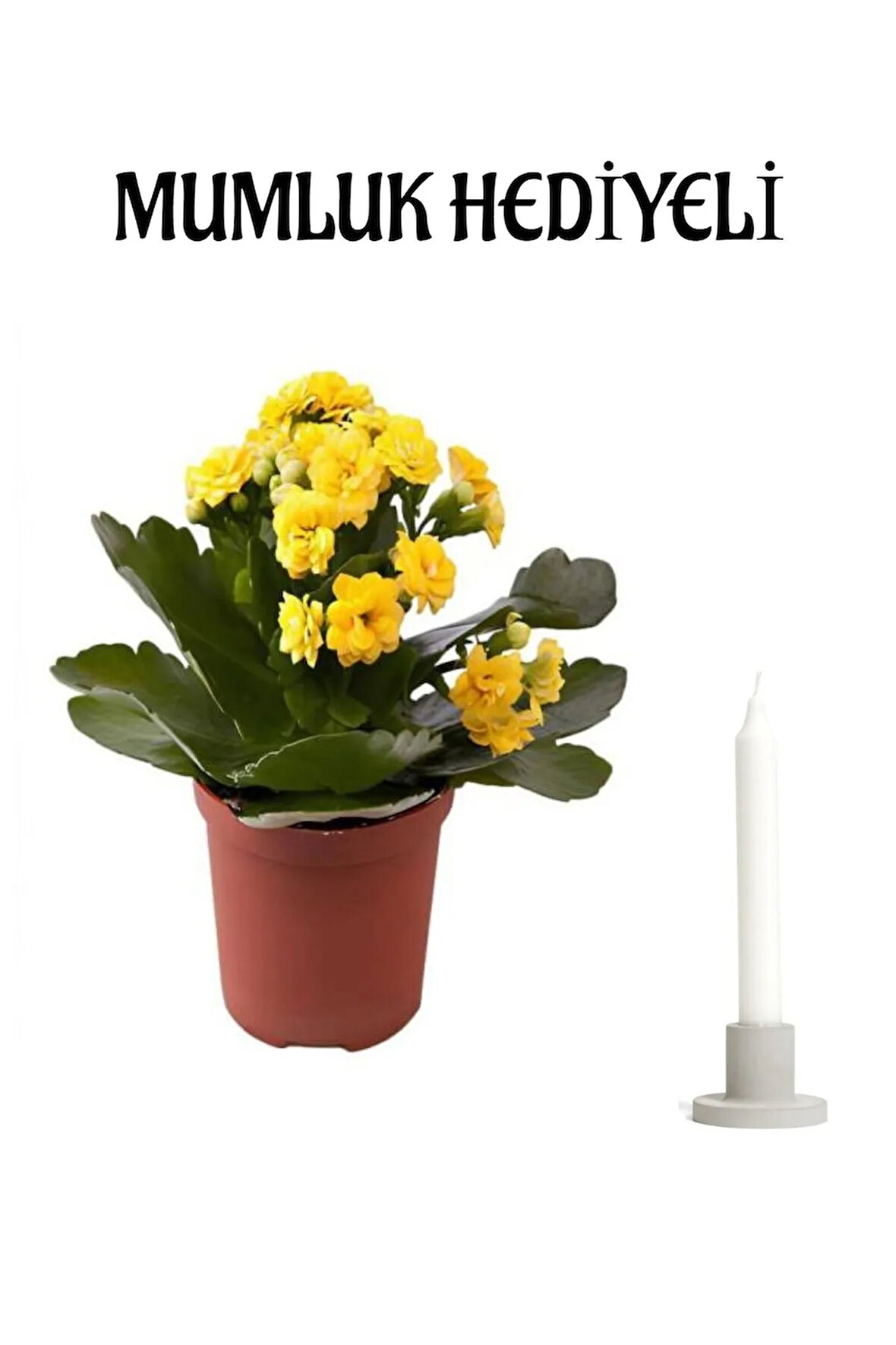 Avantajlı Sarı Kalanşo (KALANCHOE) Çiçeği Mumluk Sevgililer Günü Hediyesi