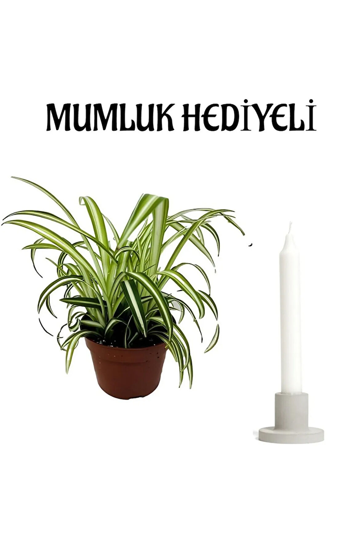 Kadınlar Gününe Özel Hediyelik Kurdele Çiçeği Mumluk Hediyeli Ofis Bitkisi