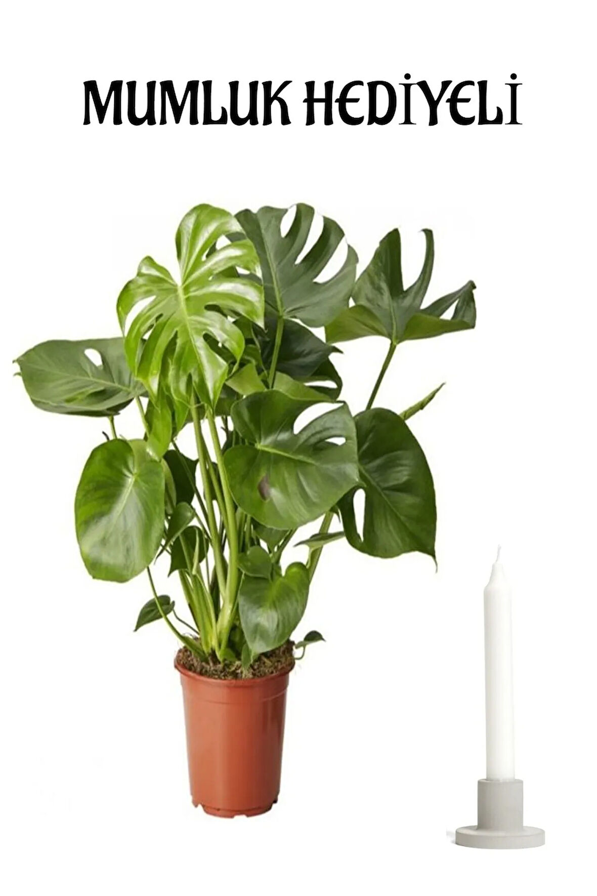 Anneler Günü Hediyesi Deve Tabanı Bitkisi Mumluk Hediyeli Ofis Bitkisi