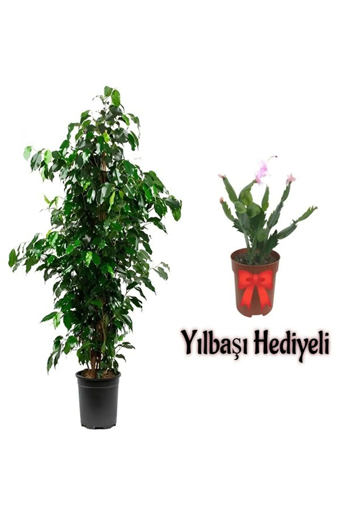 Videolu Yeşil Benjamin Bitkisi(80-100Cm) 1 ADET Saksılı Yılbaşı Çiçeği Hediyeli İç Mekan Ev Bitkisi