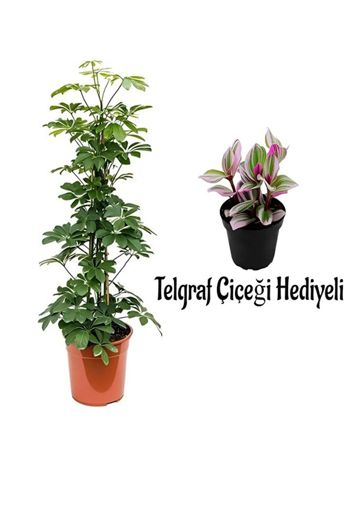 Videolu Yeşil Şeflera Bitkisi(80-100Cm) Telgraf Çiçeği Hediyeli 1 ADET Saksılı İç Mekan Ev Bitkisi