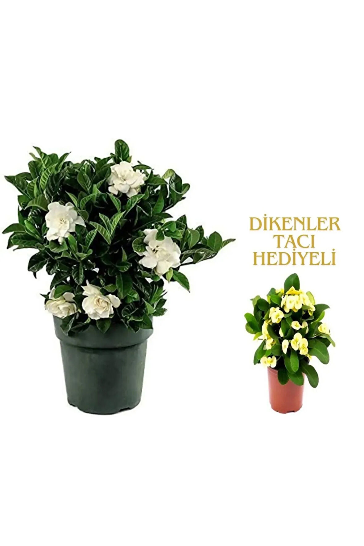 Videolu 1 Adet Kadınlar Gününe Özel Gardenya Çiçeği 20-30cm Saksılı Dikenler Tacı Hediye Gardenia