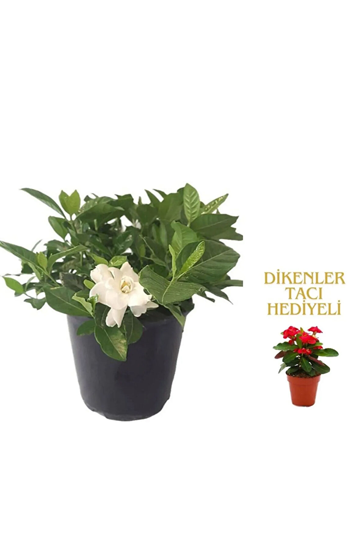 Videolu 1 Adet Kadınlar Gününe Özel Gardenya Çiçeği 20-30cm Saksılı Dikenler Tacı Hediye Gardenia