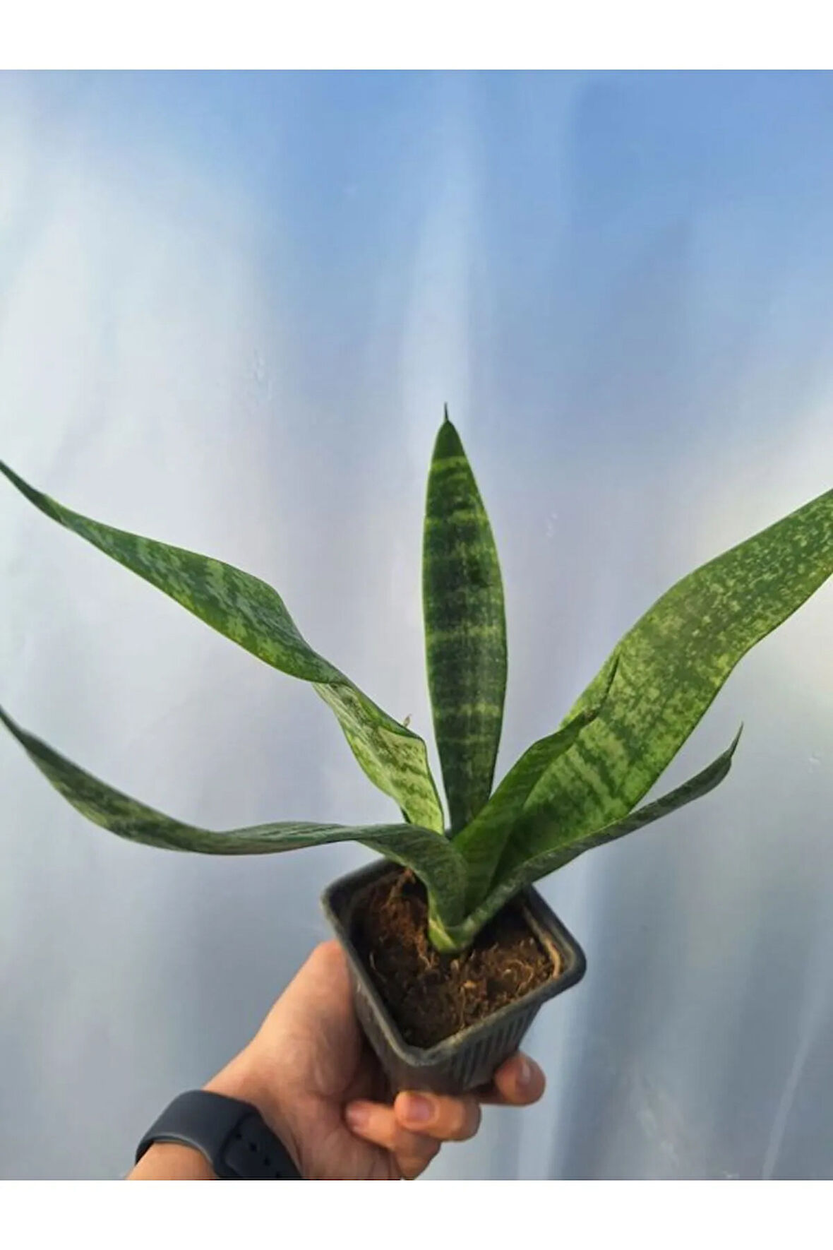Videolu Zarif Görünümlü 1 Adet Kılıç Çiçeği 30-45 Cm Saksılı İç Mekan Bitkileri (Gladiolus)