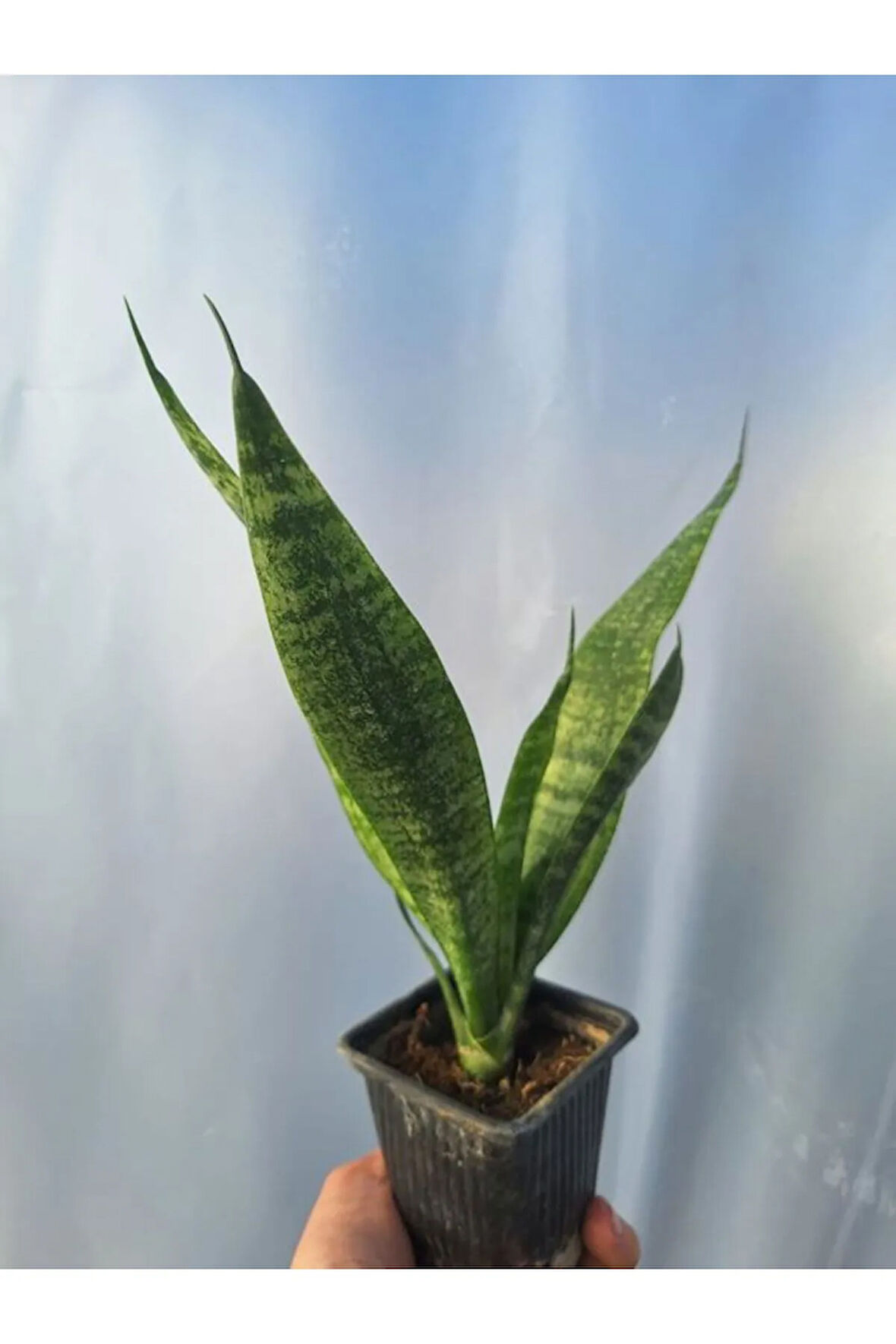 Videolu Kılıç Çiçeği (10 30 Cm) 1 Adet Saksılı İç/ Dış Mekan Bitkisi Gladiolus