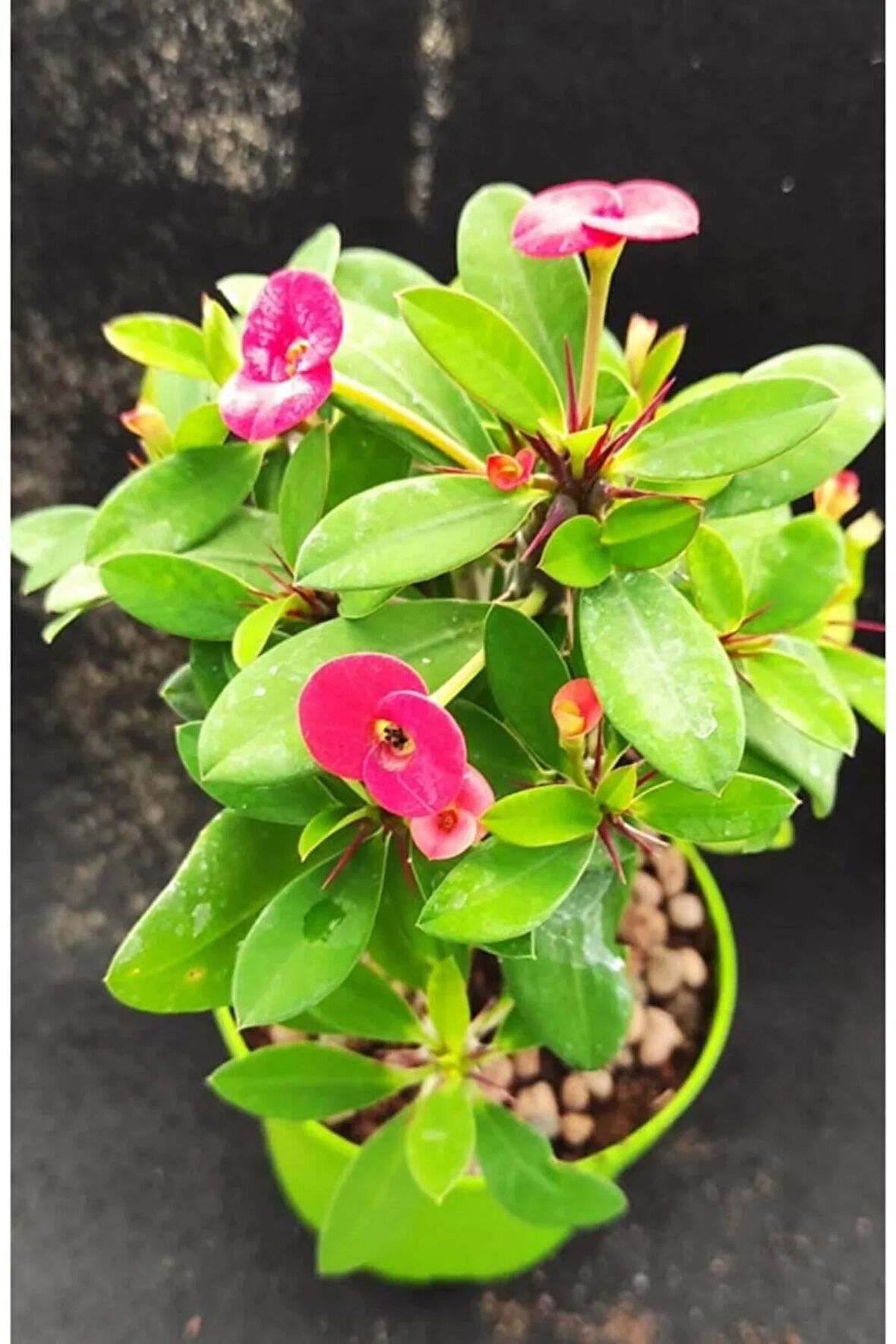 Videolu Pembe Renk Milli Dikenler Tacı Çiçeği Fidanı 15-25 Cm Saksılı Pink Euphorbia