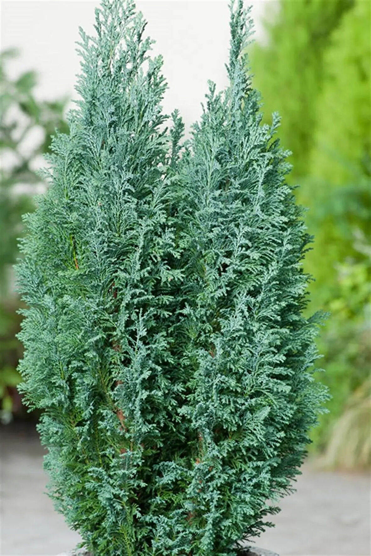 Videolu Yılbaşı Çamı Elwoodi Servi 100 Cm Saksılı | Yalancı Servi Fidanı Pinus Eldarica