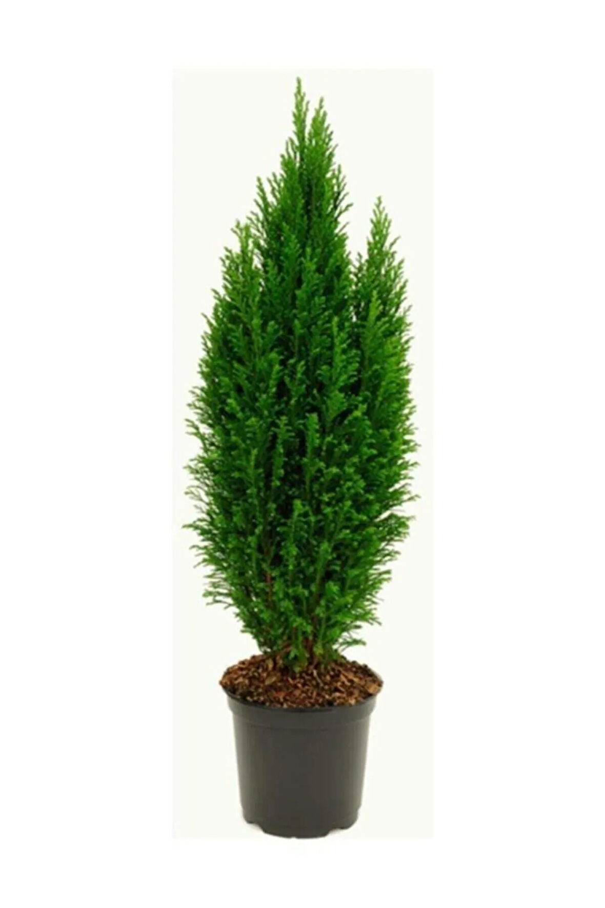 Videolu Elwoodi Çamı 30 40 cm Ev Bitkisi Ofis Bitkisi Salon Bitkisi Iç Ve Dış Mekan Bitkisi