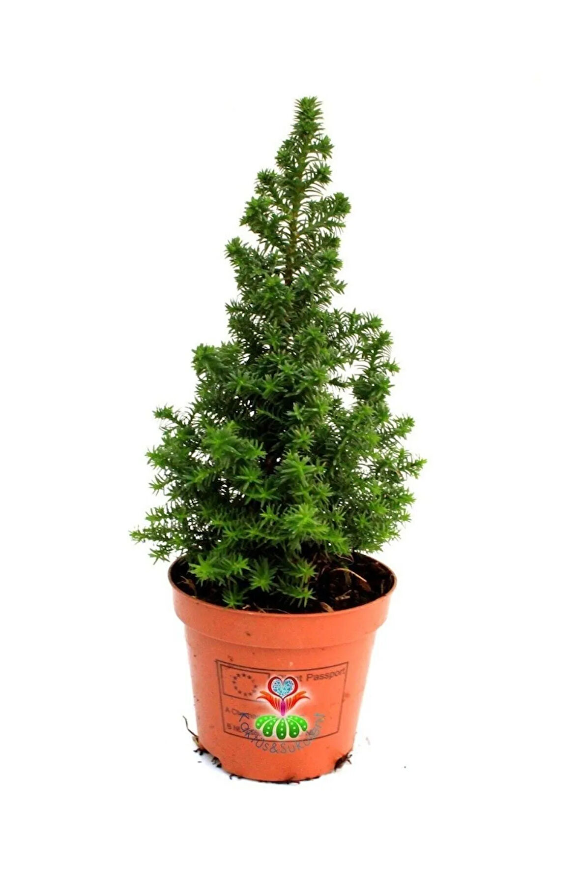 Videolu Chamaecypans Mini Çam Ağacı, Elwoodi Yılbaşı Ağacı 35-45 Cm Saksıda İran Çamı